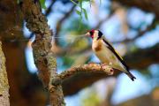 Cadernera (Carduelis carduelis) 2 de 3