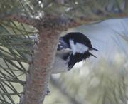 Mallerenga petita (Parus ater)