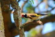 Cadernera (Carduelis carduelis) 1 de 3