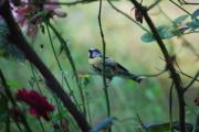 Mallerenga blava ( Parus caeruleus )