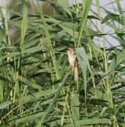 Boscarla de canyar (Acrocephalus scirpaceus)