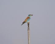 Gaig blau ( Coracias garrulus )