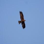 Milà negre (Milvus migrans)