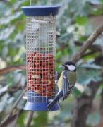 Mallerenga Carbonera  (Parus major)