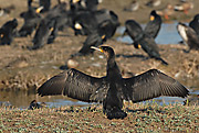 CORB MARÍ GROS - CORMORAN GRANDE