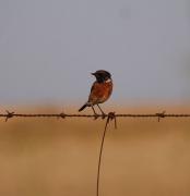 Bitxac comú mascle (Saxicola torquata)