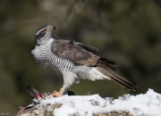 Astor  (Accipiter gentilis)