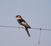 Oreneta cua-rogenca (Hirundo daurica)