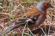 Pinsà comú (Fringilla coelebs)