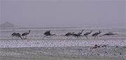 TEMPESTA A GALLOCANTA