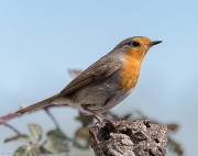 Pit-roig   (Erithacus rubecula)