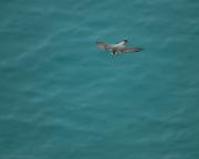 Falcó pelegrí. Halcón común (Falco peregrinus)