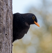 Merla   (Turdus merula)