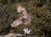 Azor (Accipiter gentilis)