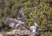 Astor (Accipiter gentilis)