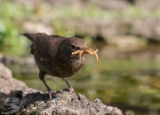 Merla  comú (Turdus merula)