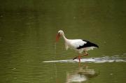 Cigonya blanca. Cigüeña blanca (Ciconia ciconia)