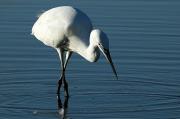 Garça branca pequena - Egretta garzetta