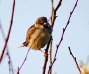 Gorrion ( Passer domesticus)