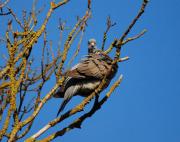 Paloma torcaz ( columba palumbus)