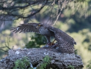 Astor (Accipiter gentilis)