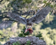 Astor (Accipiter gentilis)