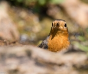 Pit-roig  (Erithacus rubecula)