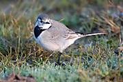 CUERETA BLANCA - LAVANDERA