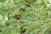 MERLA BLAVA - ROQUERO SOLITARIO ?