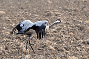 GRUA - GRULLA