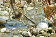 CARGOLET - CHOCHIN