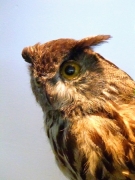 Duc (Bubo bubo)