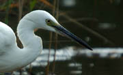 Egretta garzetta