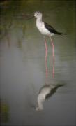 Cames llargues (Himantopus himantopus)