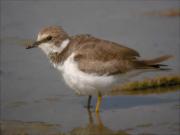 Jove de Corriol petit (Charadrius dubius)