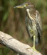 Martinet de nit (Nycticorax nycticorax)