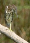 Jove de Martinet de nit (Nycticorax nycticorax)