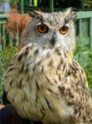 El duc, el rei de la nit (Bubo bubo)