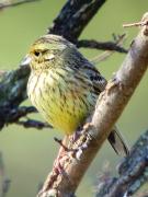 Gratapalles femella, escribano soteño ( Emberiza cirlus)