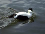 Èider, eider común (Somateria mollissima)