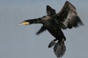 Cormoran, corb marí, (phalacrocorax carbo)