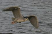 Martinet de nit (Nycticorax nycticorax)