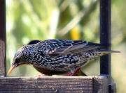 Estornell vulgar, Estornino pinto (Sturnus vulgaris)