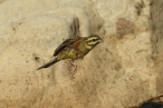 Escribano soteno (Emberiza cirlus)