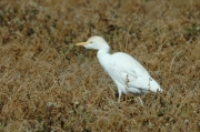 Esplugabous (Bubulcus ibis)