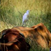 Esplugabous, garcilla bueyera (Bubulcus ibis)