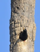 Estornell vulgar (Sturnus vulgaris)