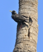 Estornell vulgar (Sturnus vulgaris)