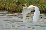 Egretta en vuelo