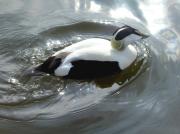 Èider mascle, eider común (Somateria mollissima)